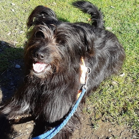 Hundetreffen 2019 im Allgäu (6)